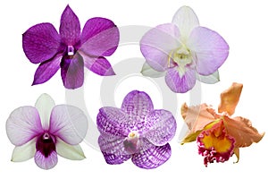 5 Orchid flower isolate on white background