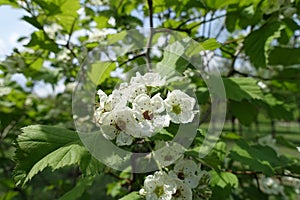 5 petaled white flowers of Crataegus submollis