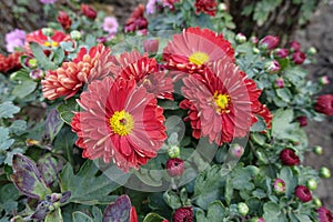 5 red and yellow flowers of semidouble Chrysanthemums in October