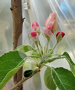 5 Reddish Granny Smith Malus sylvestris Apple Blossoms Under Plastic Tent 2