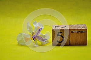5 September on wooden blocks with an african iris on a yellow background