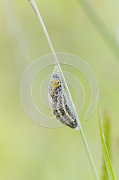 5-spot Burnet Caterpillar Pupa