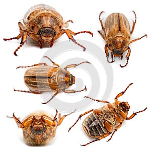 5 summer chafer or European june beetles photo