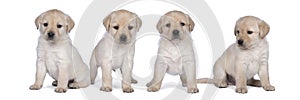 5 week old labrador puppies isolated on a white background walking away