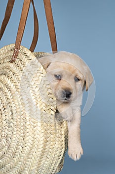 5 week old labrador puppy sitting in a wicker basked held by a human hand against a blue background