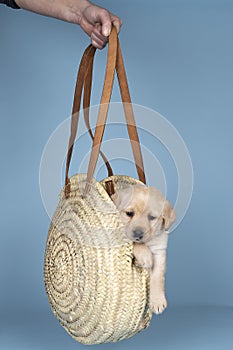 5 week old labrador puppy sitting in a wicker basked held by a human hand against a blue background