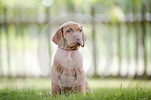 5 week old puppies of vizsla hound dog