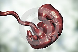 5-weeks human embryo scientifically accurate illustration