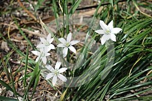 5 white star-shaped flowers of Ornithogalum umbellatum in April