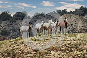 5 wild horses posing