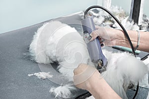 5. A woman cuts a Maltese dog with an electric clipper in an animal beauty salon.