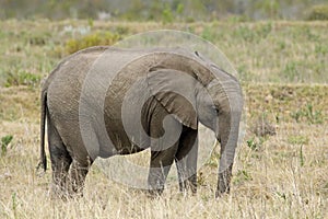 5 year old female elephant at Boteilierskop Reserve