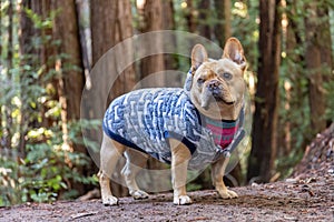5-Years-Old Red Tan Male Frenchie Hiking