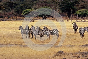 5 Zebra at Ngorongoro Crater