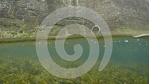 50/50 Over/Underwater Horned Wrack Seaweed Swaying Beside Harbour Wall, Dublin