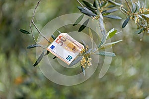 50 euro banknote on an olive branch