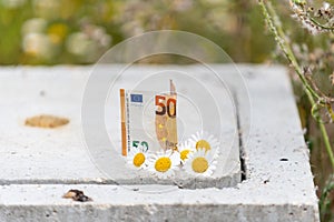 50 euro banknote resting with daisy flowers