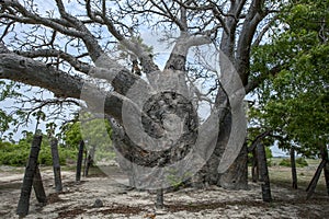 A 500 year od baobab tree growing on Delft Island in Sri Lanka.