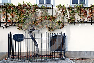 500 years old grapevine Maribor - Slovenia