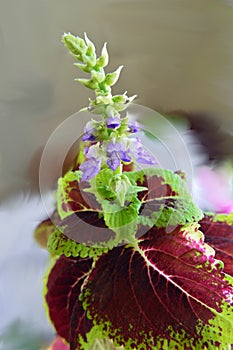 566 Flowering `French Quarter` coleus Plectranthus scutellariodes bokeh blur background vertical