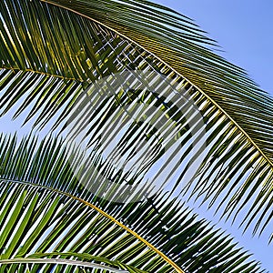 598 Tropical Palm Leaves: A vibrant and tropical background featuring tropical palm leaves in vivid and tropical colors that cre