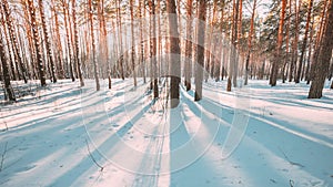 5K 4K Beautiful Shadows From Pines Trees In Motion On Winter Snowy Ground. Sun Sunshine In Forest. Sunset Sunlight