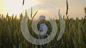 a 5s child walks through a wheat field during sunset in a very beautiful light