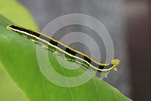 5th instar of the Common Emigrant or Lemon Emigrant, Catopsilia Pomona caterpillar