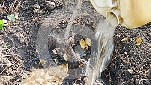 6 in 1 Planting tree on dry land. An old man is digging, planting and watering a new plant