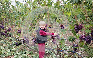 6-7 year old boy happily picks large ripe grapes