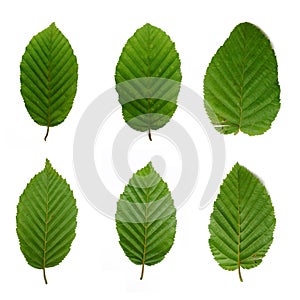 6 beech leafs