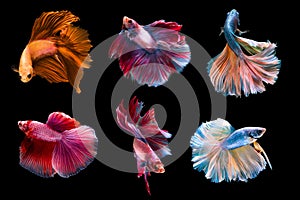 6 capture moving moment siamese fighting fish isolated on black