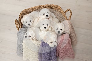 6 cute little white Bichon Frize puppies are sitting in a beige basket. look into the frame