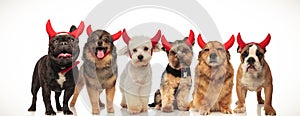 6 happy cute dogs wearing devil horns