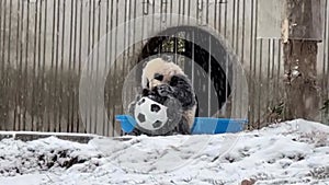 6-month-old giant pandas playing football in the snow
