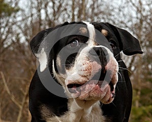 6 month puppy Bulldog barks and shows its big mouth and teeth