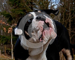 6 month puppy Bulldog barks and shows its big mouth and teeth