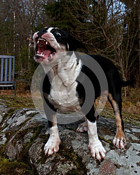 6 month puppy Bulldog barks and shows its big mouth and teeth