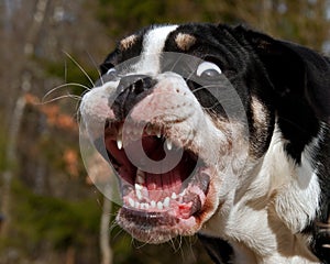 6 month puppy Bulldog barks and shows its big mouth and teeth