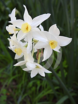 6 petalled flowers blooming