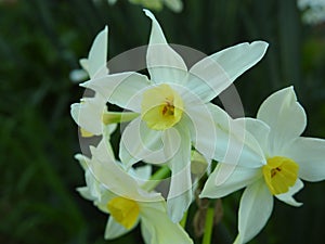 6 petalled flowers blooming in the garden