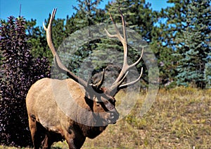 6 point Bull Elk during rut