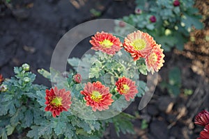 6 red and yellow semidouble flowers of Chrysanthemums