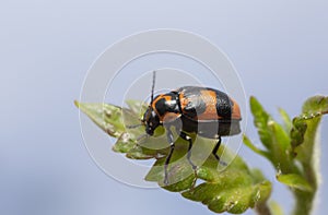 6-spotted pot beetle, Cryptocephalus sexpunctatus on leaf
