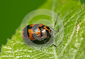 6-spotted pot beetle, Cryptocephalus sexpunctatus on leaf