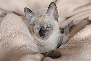 6 weeks old Siamese cat with blue almond-shaped eyes astonished on beige sofa background. Purebred Thai or Wichien Maat kitten