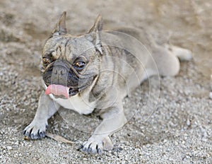 6-Year-Old Sable Male Frenchie Resting with Tongue Sticking Out