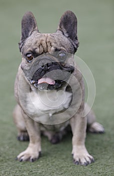 6-Year-Old Sable Male Frenchie Sitting and Sticking Out Tongue
