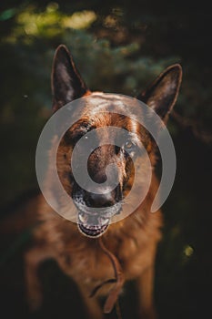 6 years old shepherd dog in the field