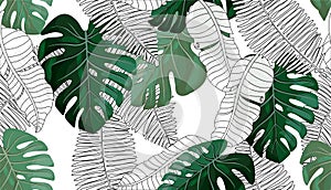 605_Floral seamless pattern, green, black and white split-leaf Philodendron plant